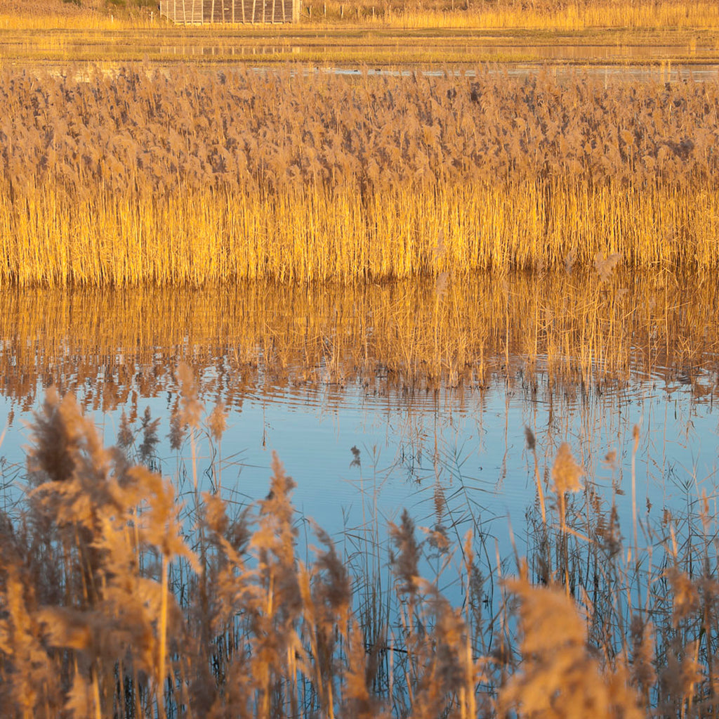 A World Without Wetlands: Why are They Important? (Part 1)